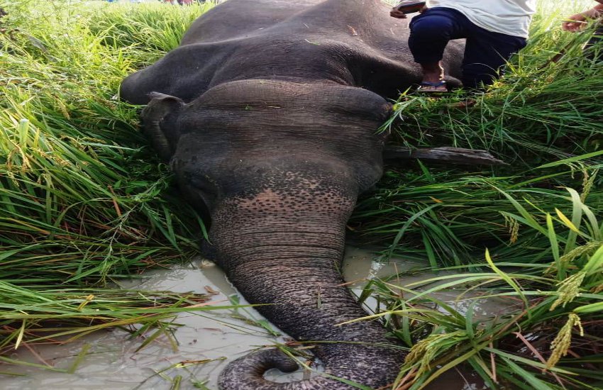 पारागांव में हाथी की करंट से मौत