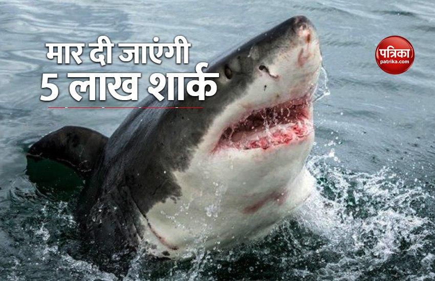 five_lakh_sharks_to_be_killed.jpg