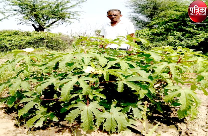 फरीदखान के बेरे पर भिण्डी का पौधा बना कौतुहल