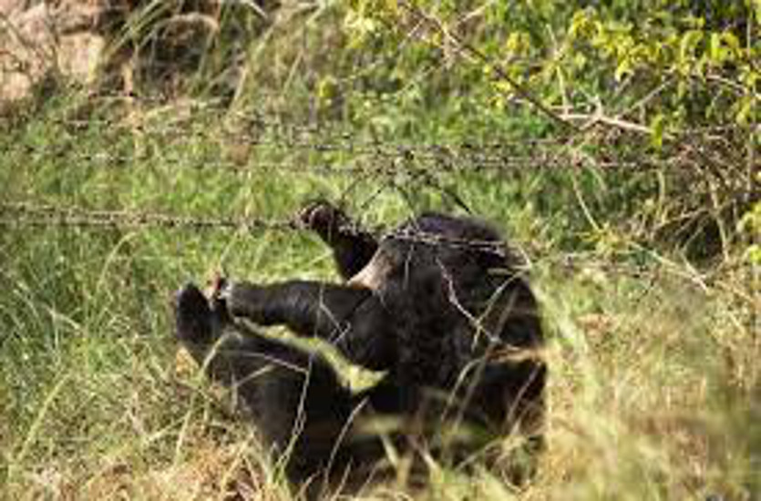 आधी रात बाड़ी की फेंसिंग में फंसकर तड़प रहा था भालू, छुड़ाने पहुंचा युवक तो वहां मौजूद 4 भालुओं ने मार डाला