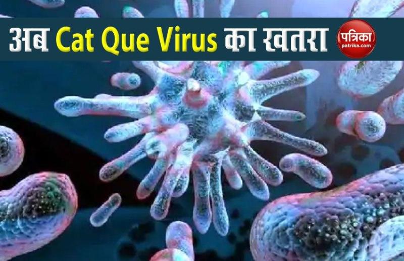 Cat Que Virus 