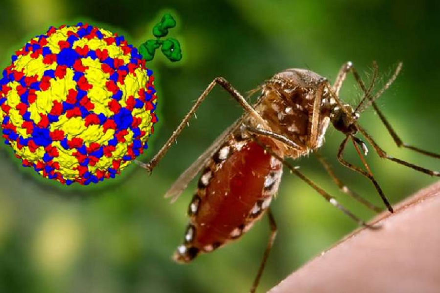immunity boosting and dengue makes stronger against covid-19