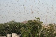 मानसून जाने के साथ ही टिड्डी का खतरा टला