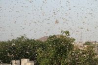 मानसून जाने के साथ ही टिड्डी का खतरा टला