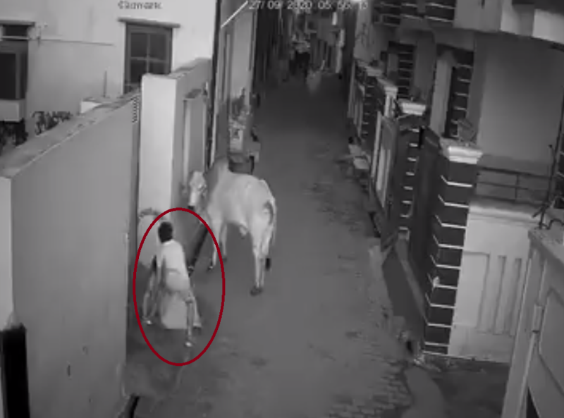 Watch Video: दादी को बचाने के लिए सांड से भिड़ा पोता, खुद घायल होने पर भी नहीं हारी हिम्मत