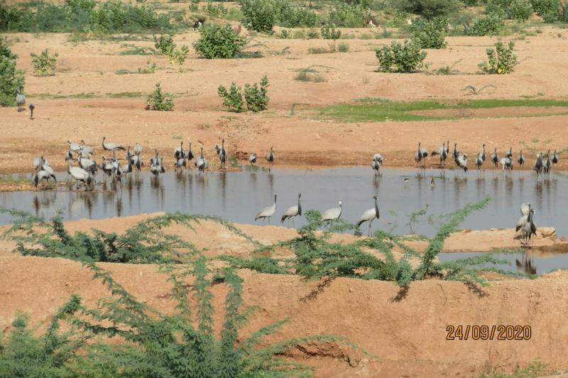 खीचन गांव में शीतकालीन प्रवास पर आए मेहमान पक्षी कुरजां।