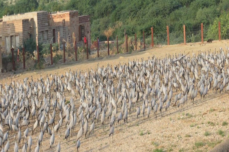 फिजां में घुलने लगी गुलाबी ठंडक तो कुरजां की संख्या हुई पांच हजार