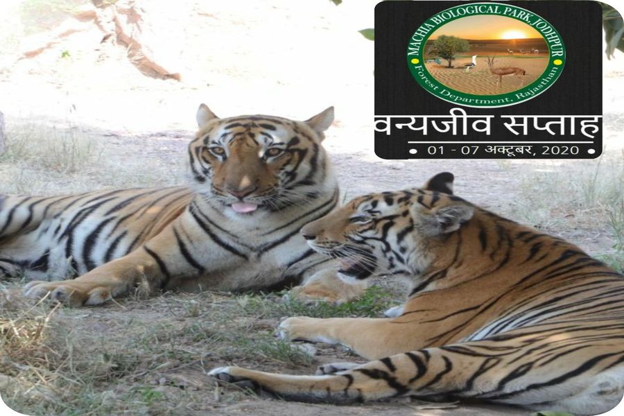बिल्ली प्रजाति के वन्यजीवों को आखिर रास आ गई माचिया जैविक उद्यान की आबोहवा