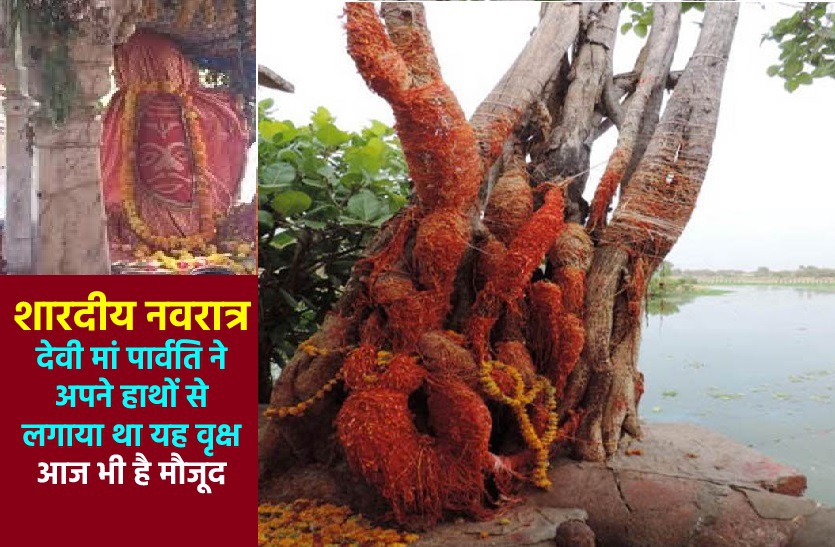 A baniyan Tree which was planted by goddess Parvati in india