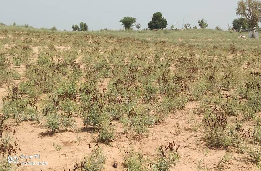 सोनामुखी में कीटों के प्रकोप से फसल चौपट, किसान चिंतित
