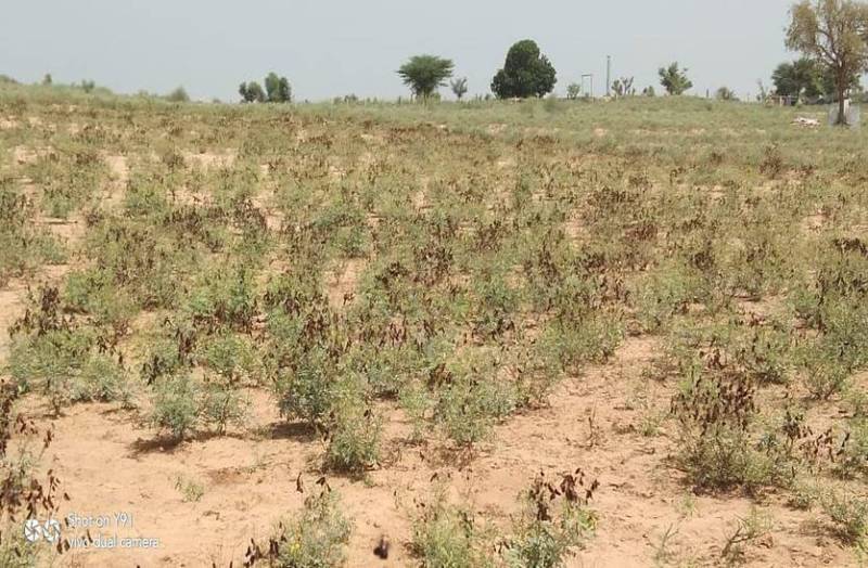 सोनामुखी में कीटों के प्रकोप से फसल चौपट, किसान चिंतित