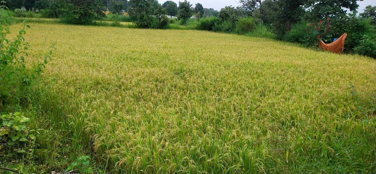 Late sown paddy crop benefits