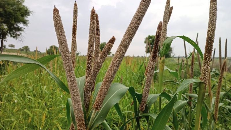 बम्पर बुवाई के बाद अब भरपूर उपज की उम्मीद