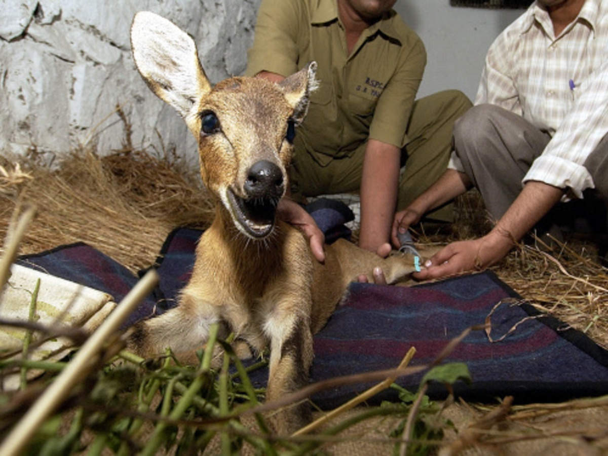 पश्चिमी राजस्थान के चिंकारों में फैल रही ये बीमारी, शिकारियों और श्वानों से ज्यादा इस नई मुसीबत का खतरा