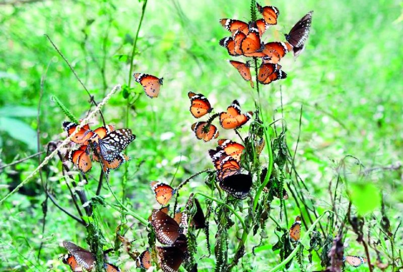 nature camp in van vihar bhopal