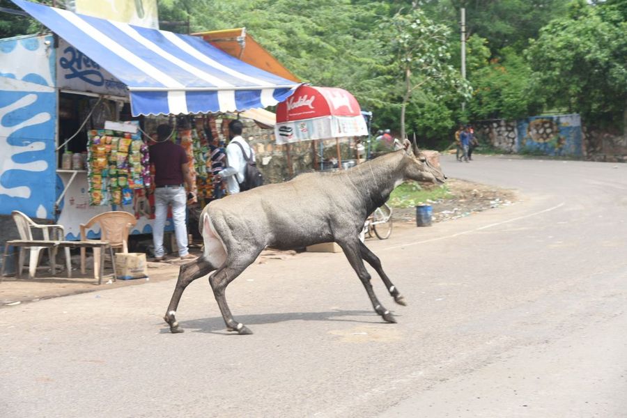 प्राकृतिक आवास खत्म होने से बढ़ रही नीलगायों की मुश्किलें