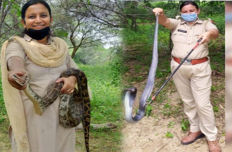 forest guard anju chauhan snake catcher woman from sirohi