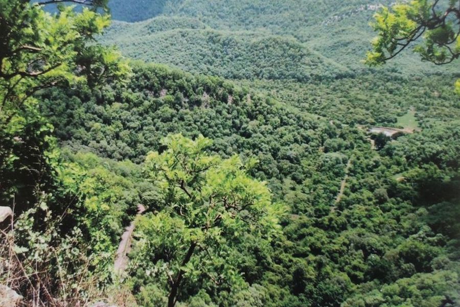 संभाग में 25 हजार हेक्टेयर से अधिक वनभूमि अमलदरामद से वंचित
