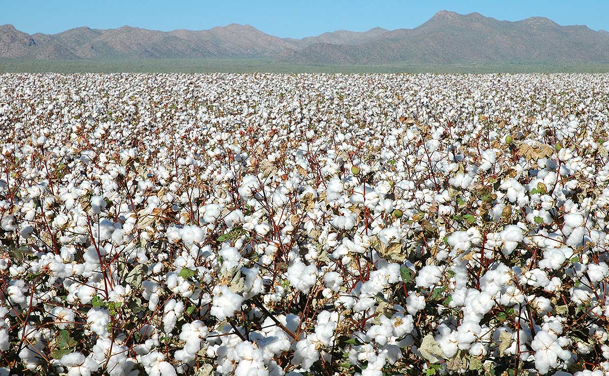 Rajasthan Cotton: कपास की एमएसपी पर खरीद शुरू