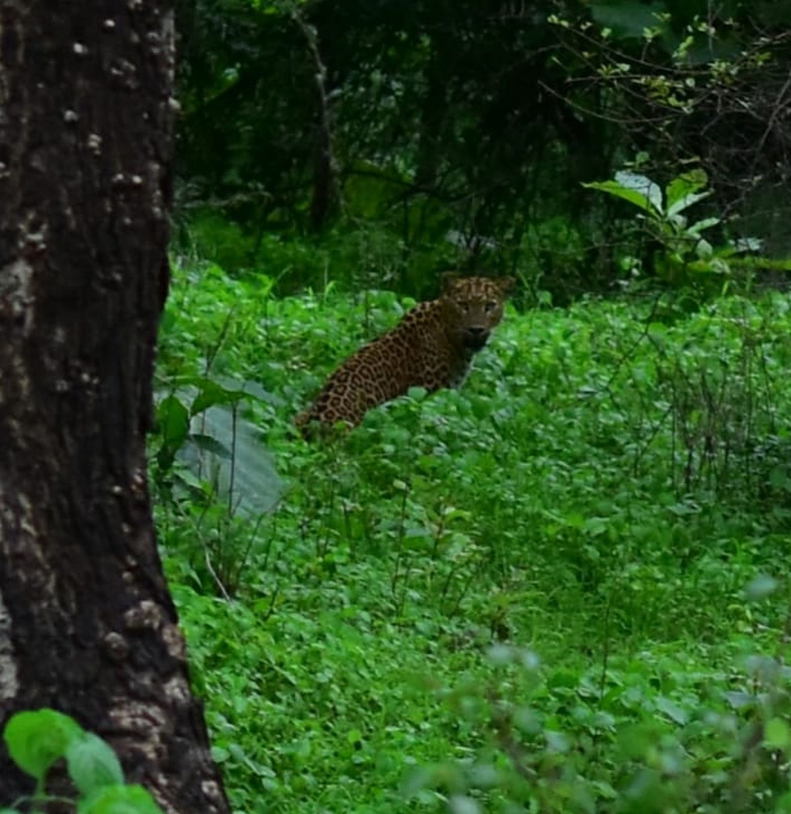 leopards in the forest