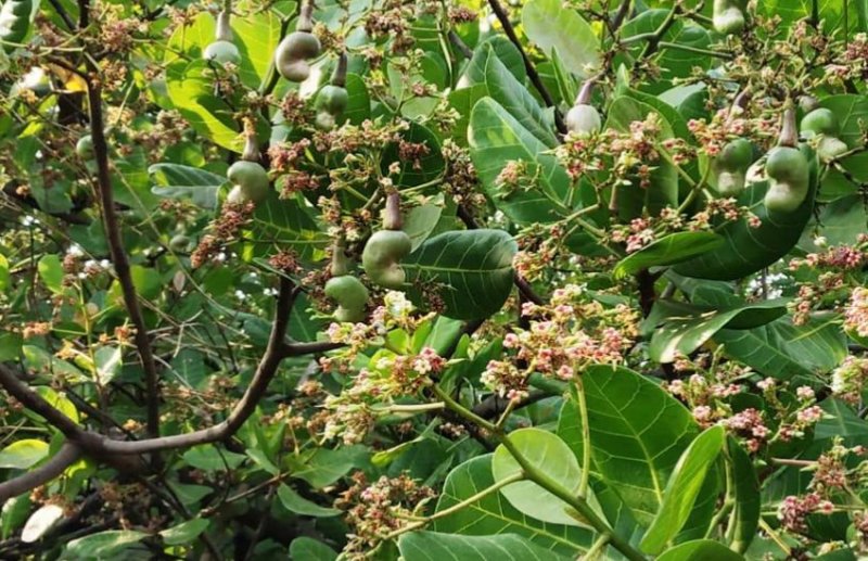 पहले थी पथरीली व बंजर जमीन, अब काजू की बहार