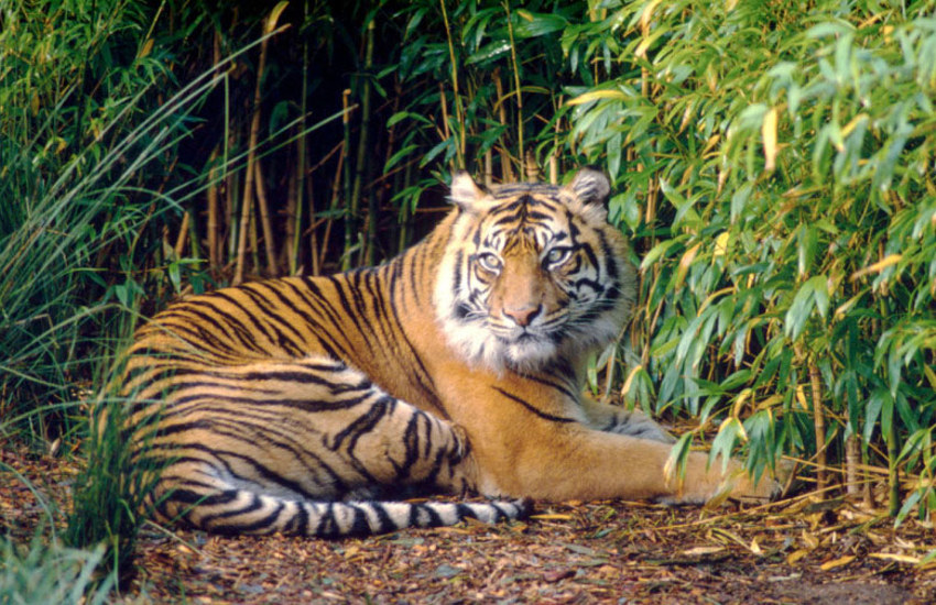 online cat sumatra tiger