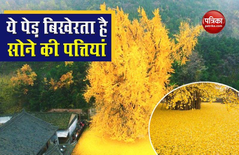 old-ginkgo-tree-golden