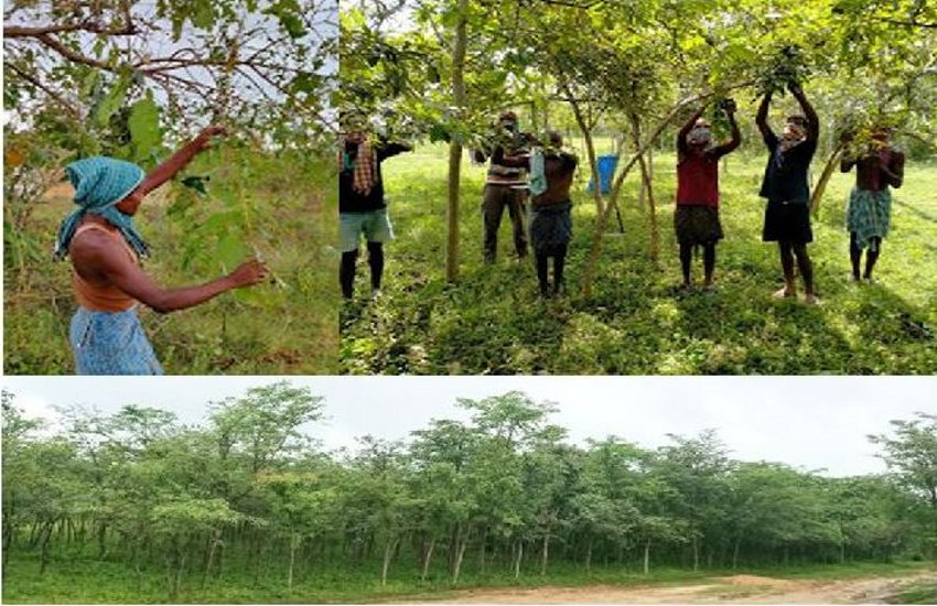 वनांचल के आदिवासी किसानों के लिए रेशम कीट पालन बना अतिरिक्त आय का जरिया
