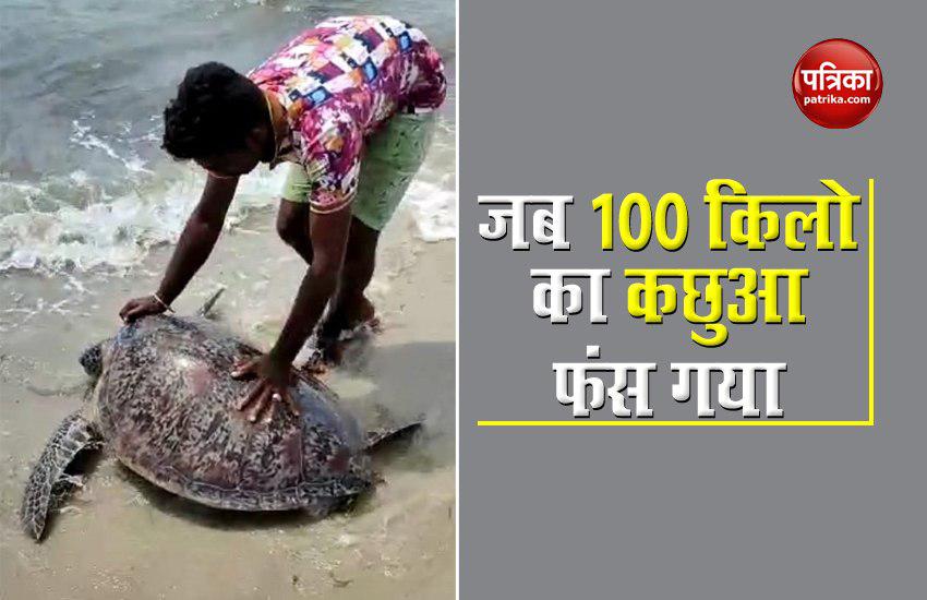 100 kg turtle