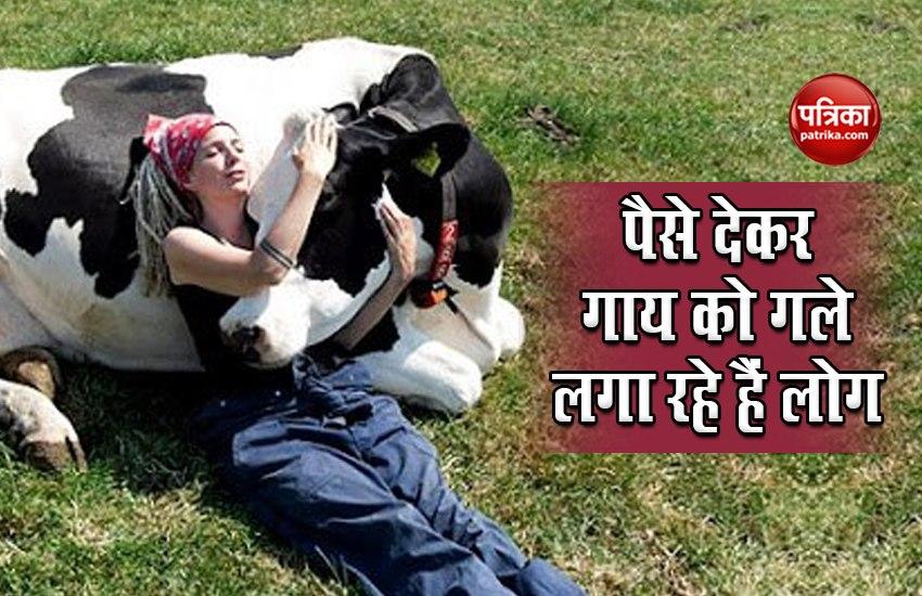 Is cow hugging the world's new wellness trend