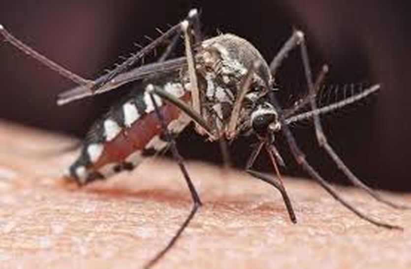  डेंगू का मंडराने लगा खतरा
