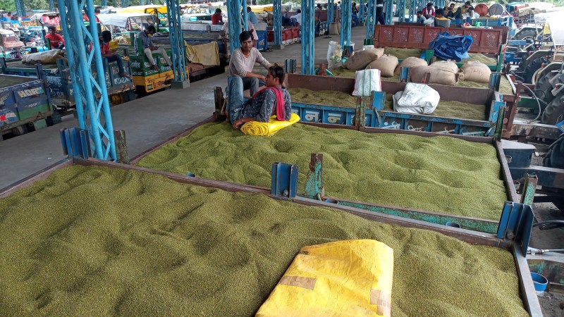 दूसरे जिलों के किसान मंडी पहुंचे तो आवक बढ़ी, मूंग के भाव 699 रुपए टूटे