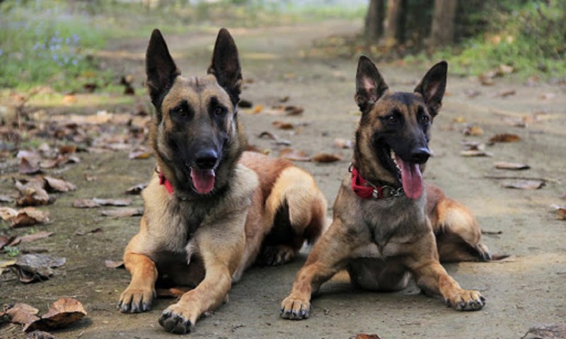 वन्यजीव स्निफर डॉग की बहादुरी ने सुलझाए 400 मामले