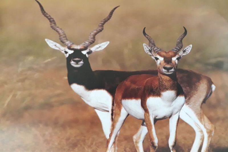 काले हरिणों की 231 हेक्टेयर जमीन पर जेडीए की कुंडली से वन्यजीवों का भविष्य भी काला