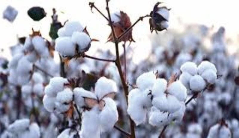 COTTON--- भारतीय कपास निगम पहली बार ओसियां में करेगा कपास की खरीद