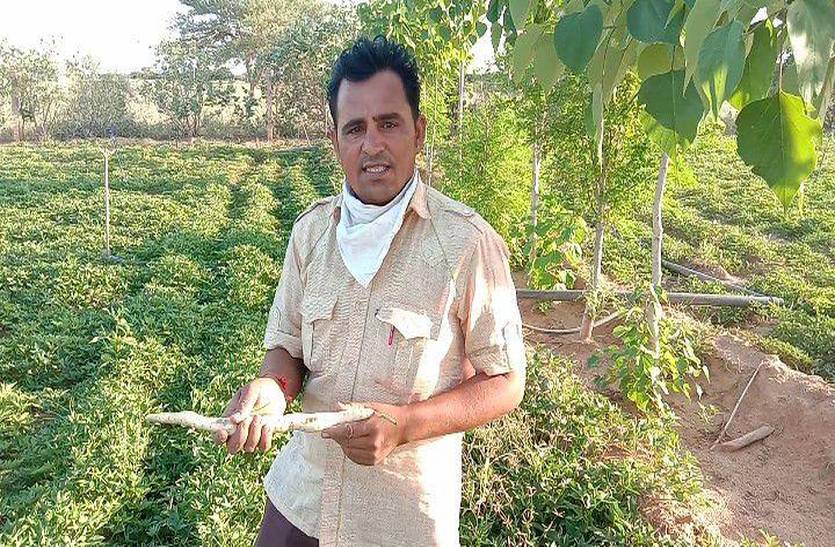 जैविक खेती से नवाचार कर सफेद शकरकंद उगाने में पाई सफलता