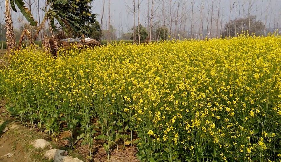 AGRI NEWS--तापमान में ज्यादा उतार-चढ़ाव से रबी बुवाई में हो रही देरी