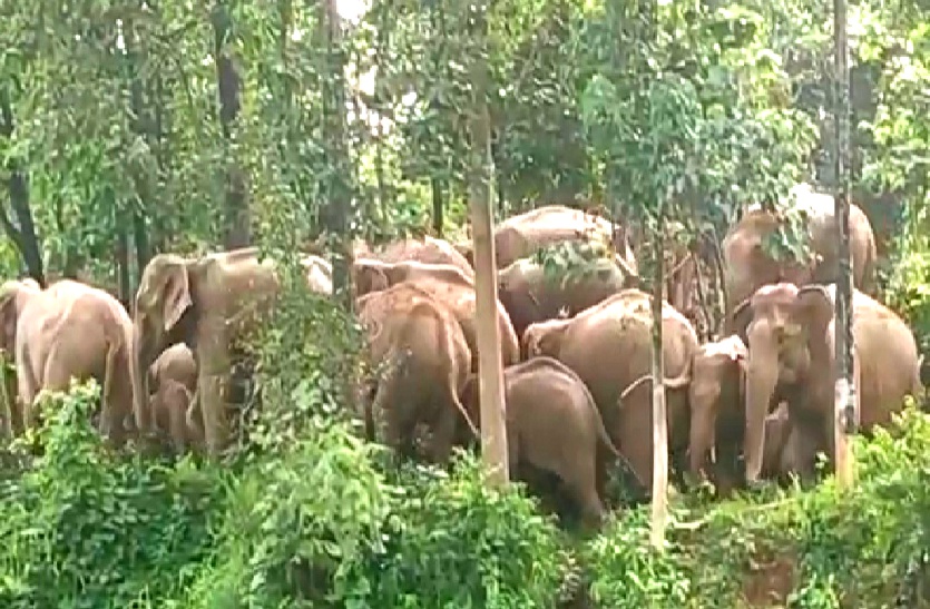 दल्लीराजहरा जंगल में 25 हाथियों का दल पहुंचा, सैकड़ों एकड़ फसल रौंदकर किया बर्बाद, दहशत में ग्रामीण और वन अमला