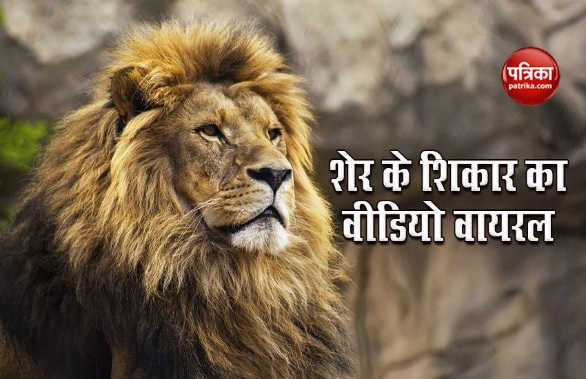 Gujarat: शेर का शिकार देखने के लिए जिंदा गाय की चढ़ाई बलि, Social Media पर Video Viral