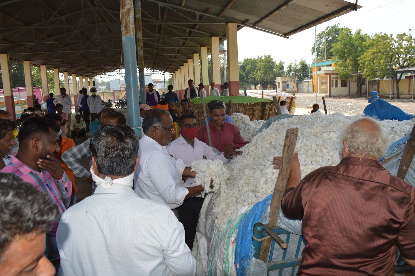 Cotton arrivals in Barwani mandi are declining for three years