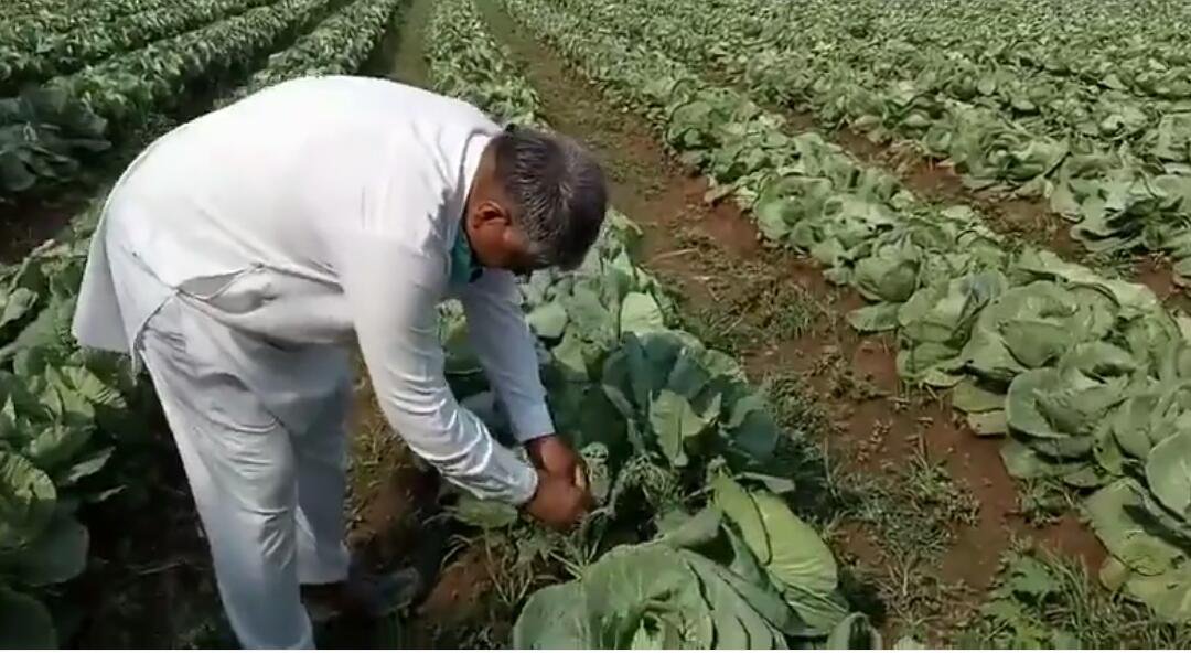 Villagers are giving jobs by producing vegetables
