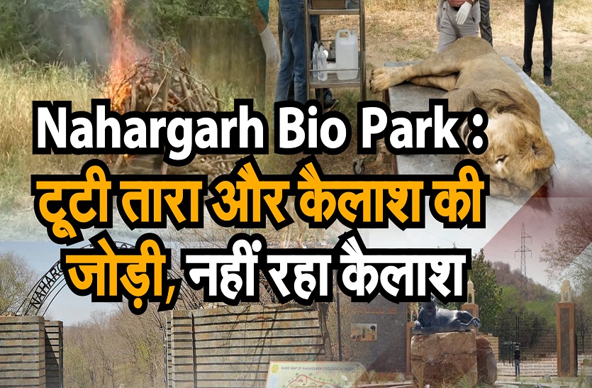 नाहरगढ़ बायो पार्क : टूट गई तारा और कैलाश की जोड़ी