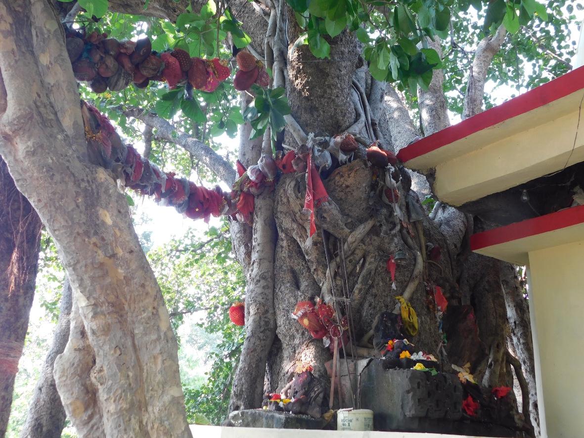 Kher Mata's appearance under tree