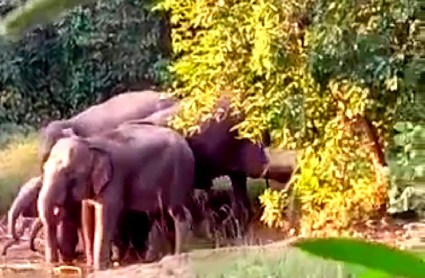डौंडी जंगल में घूम रहे 25 हाथियों के दल ने किसानों की मेहनत पर फेरा पानी, रौंद दिया तीस गांव की फसल