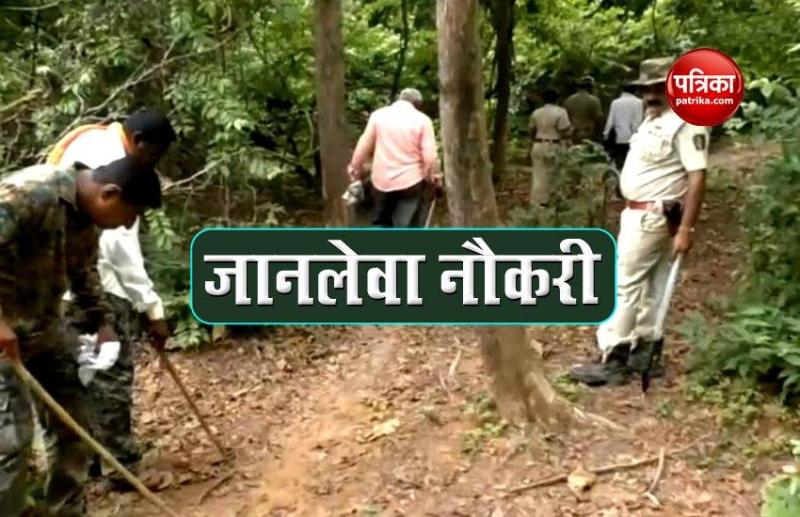 To capture tiger, Maharashtra forest dept deploys staff members