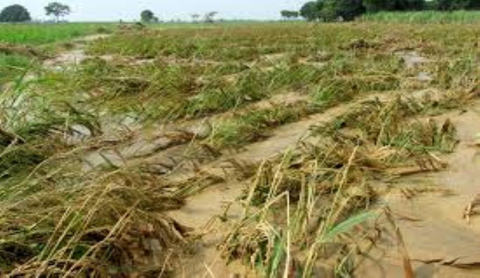 AGRI--बेमौसम बारिश से मूंग-मूंगफली को नुकसान