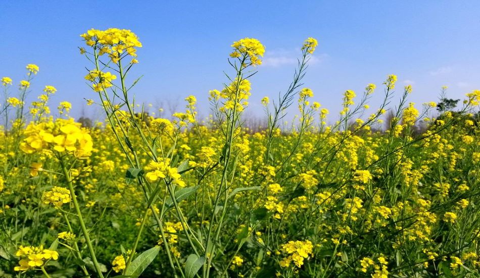 FARMING--तापमान में ज्यादा उतार-चढ़ाव से रबी बुवाई में हो रही देरी