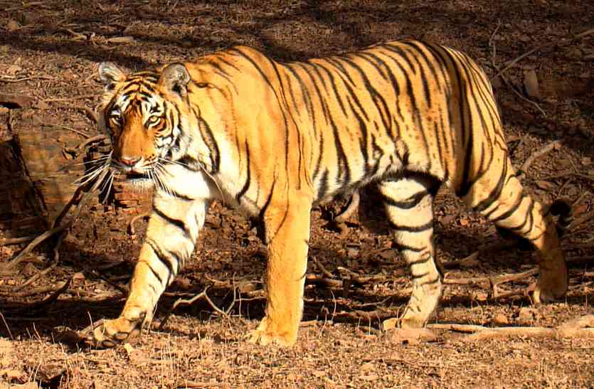 Sariska Tiger St-6 Moved To Dholpur And Bharatpur In Earlier Days
