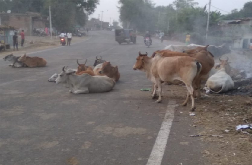 The gathering of stray cattle on the highway became a problem for the drivers