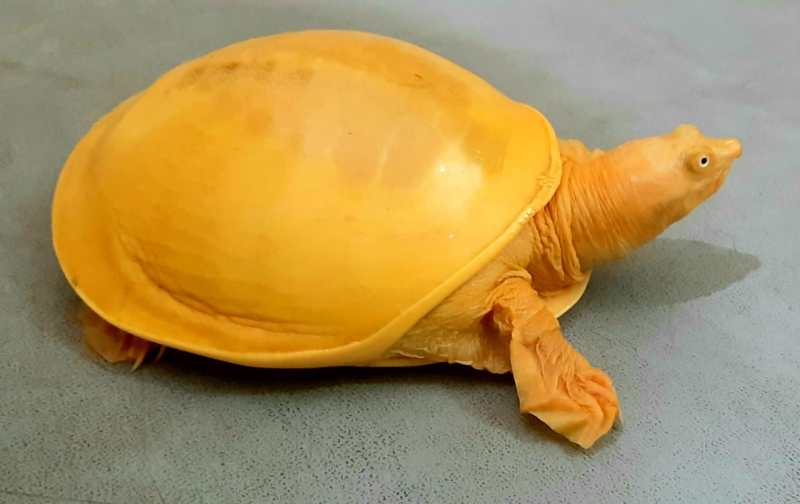 turtle